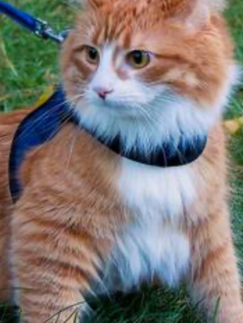 Comfort Cat Harness - Blue/Black